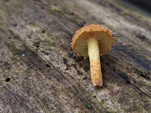 Pholiota (Photo 2 of 2)