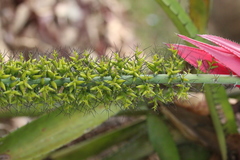 Aechmea setigera