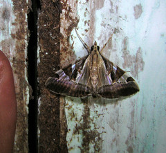 Agrioglypta itysalis