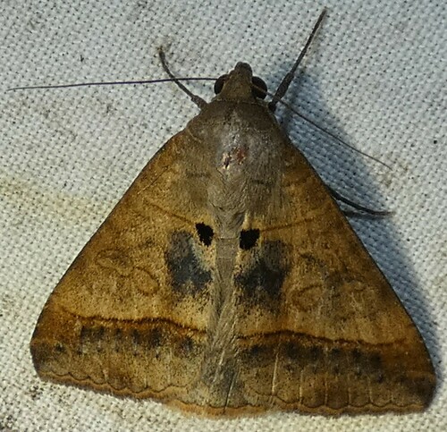 Small Mocis Moth photo 5