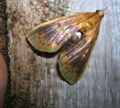 Lipararchis tranquillalis