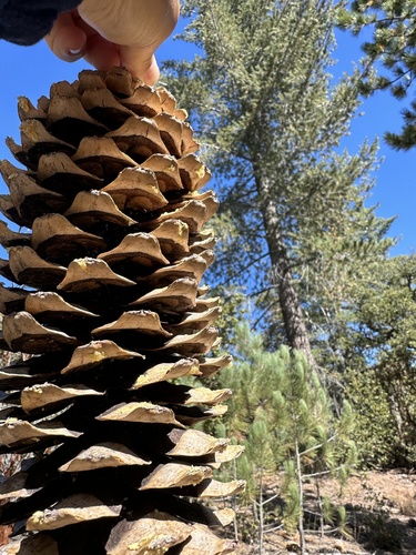 iNaturalist observation photo of sugar pine