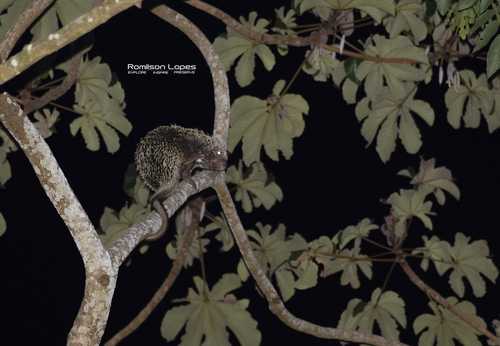 Baturite Porcupine