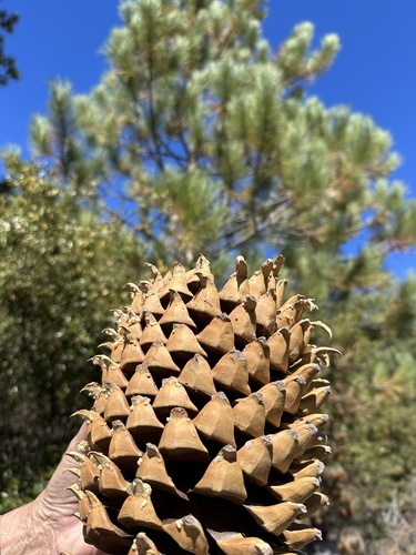 iNaturalist observation photo of Coulter pine