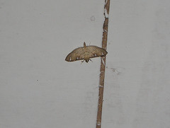 Cotachena