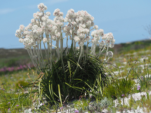 Lanaria lanata (L.) T.Durand & Schinz