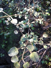 Coprosma spathulata