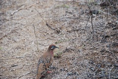 Zenaida galapagoensis