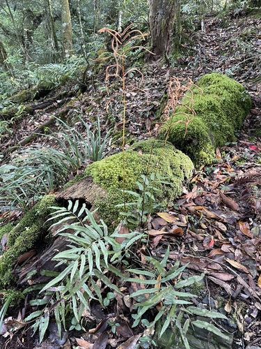 Plagiogyria euphlebia iNat (2)