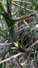 Maxillariinae