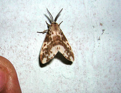 Lemyra