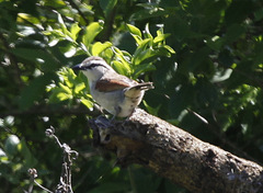 Tchagra australis