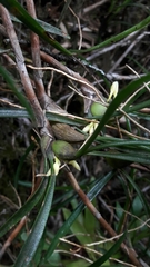 Maxillariinae