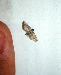 Sufetula