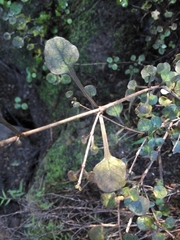 Coprosma spathulata