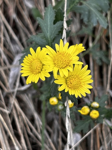 Indian chrysanthemum (Chrysanthemum indicum)