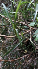 Maxillariinae