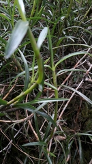 Maxillariinae
