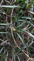 Maxillariinae
