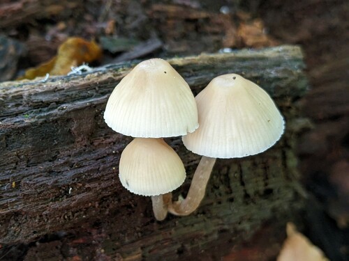 Mycena inclinata