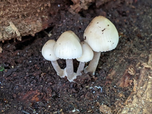 Mycena inclinata (Photo 3 of 4)