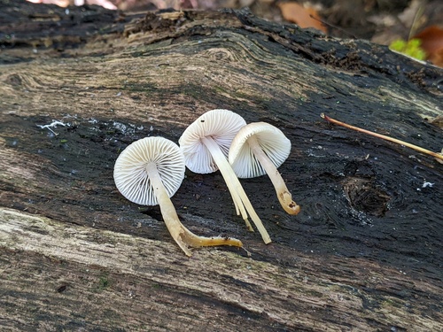 Mycena inclinata (Photo 4 of 4)