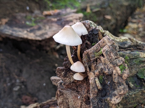 Mycena inclinata (Photo 2 of 4)