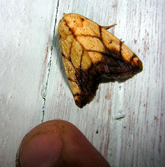 Xanthodes transversa