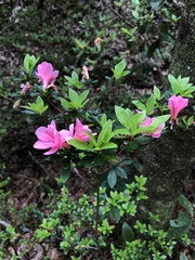 Rhododendron obtusum