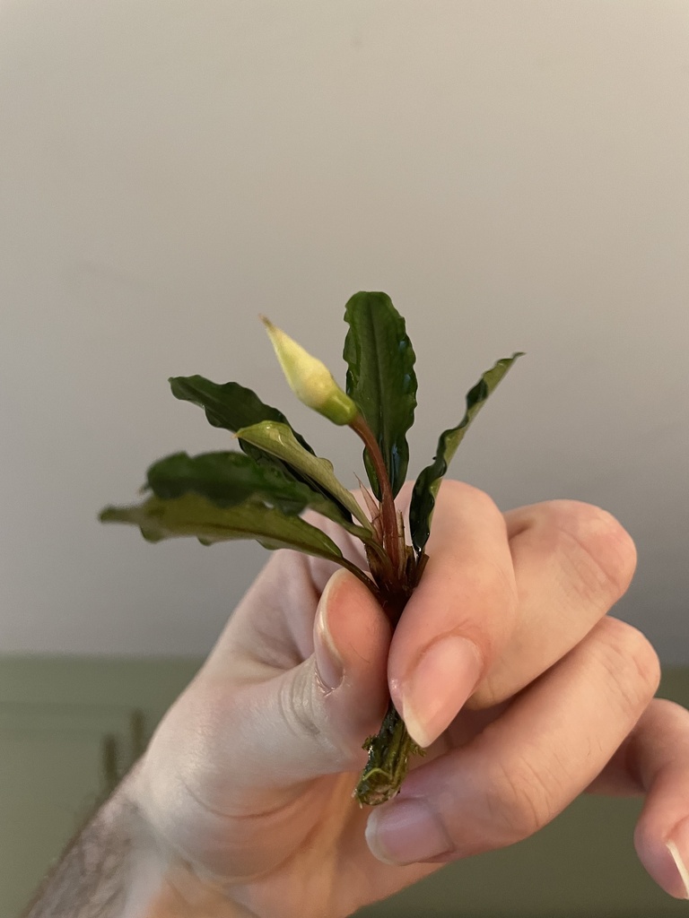 Bucephalandra naine (Bucephalandra pygmaea)