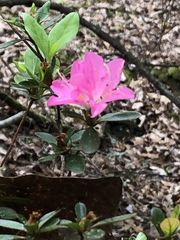 Rhododendron obtusum