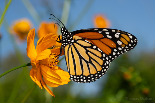 Monarch photographed in Oklahoma