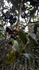 Smilax tomentosa