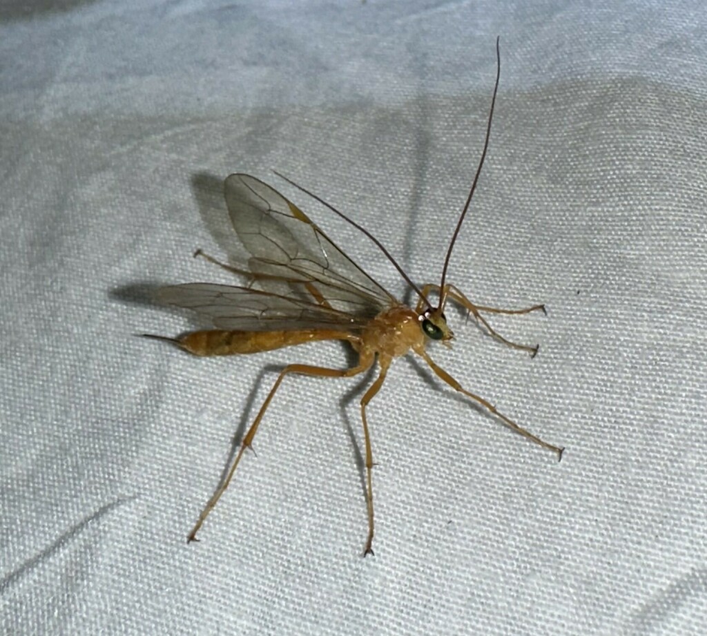 Netelia from Paint Rock Forest Research Center, Jackson County, AL, USA ...