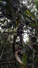 Smilax tomentosa