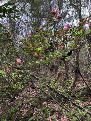 Rhododendron obtusum