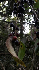 Smilax tomentosa