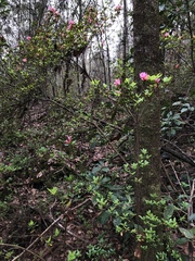 Rhododendron obtusum