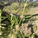 Alternanthera nodiflora - Photo (c) Vermilingua_pygmaeus, some rights reserved (CC BY-NC), uploaded by Vermilingua_pygmaeus