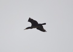 Phalacrocorax carbo