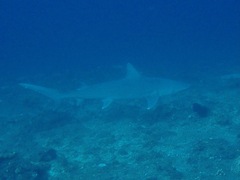 Snaggletooth Shark photo 3