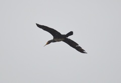 Phalacrocorax carbo