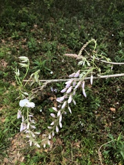 Wisteria floribunda