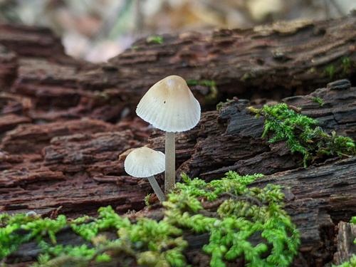 Mycena inclinata