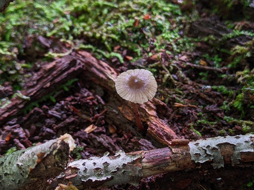 Mycena