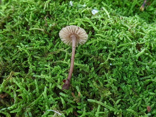 Mycena (Photo 2 of 2)
