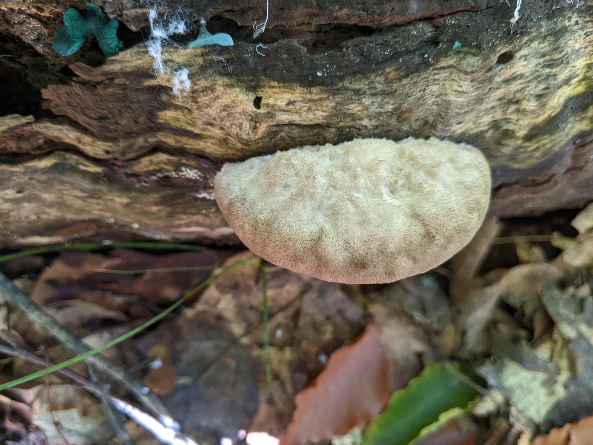 Tyromyces galactinus · iNaturalist