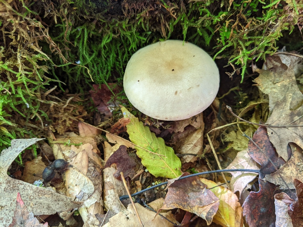 Atractosporocybe sp. 'inornata-MI01'