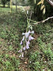 Wisteria floribunda