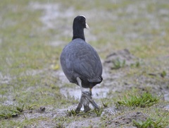 Fulica atra